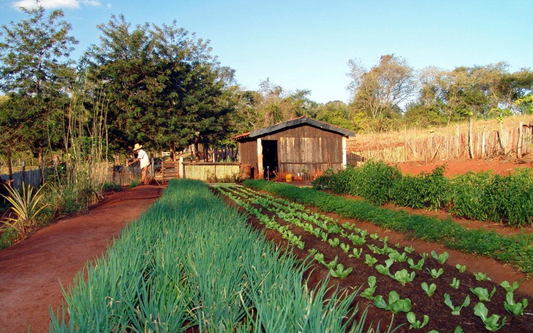 Projeto altera conceito de propriedade produtiva e de uso de imóvel rural