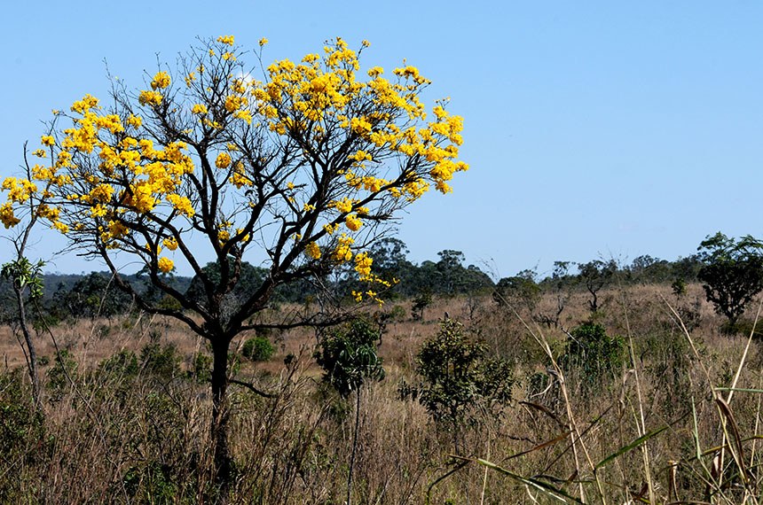 Setembro, mês do Cerrado: projetos reforçam leis para proteção do bioma