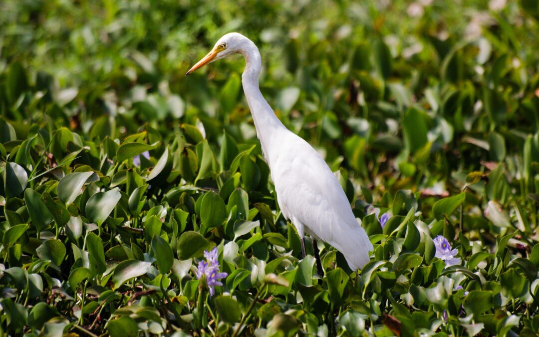 Comissão debate criação do estatuto do Pantanal nesta quarta-feira